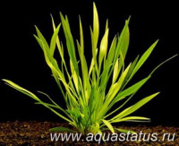 Фото Эхинодорус узколистный Echinodorus angustifolius  (photo#14674)