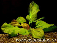 Фото Эхинодорус апарт Echinodorus apart  (photo#14675)