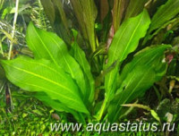 Фото Эхинодорус aquartica Echinodorus aquartica  (photo#14676)