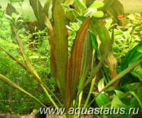 Фото Эхинодорус флоренс Echinodorus florens  (photo#14687)