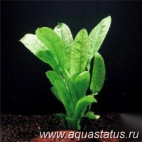 Фото Эхинодорус остроконечный Echinodorus mucronatum  (photo#14697)