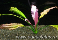 Фото Эхинодорус ориенталь Echinodorus oriental  (photo#14699)