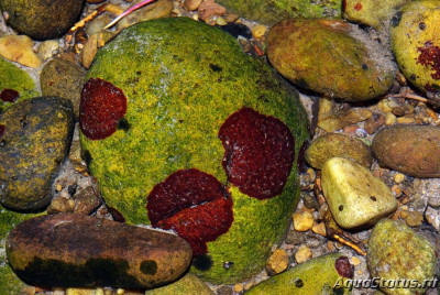 Фото Водоросль Гильденбрандия Hildenbrandia  (photo#147337)