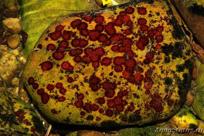 Фото Водоросль Гильденбрандия Hildenbrandia  (photo#147338)