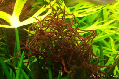 Фото Водоросль Торея Thorea  (photo#147339)