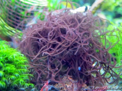 Фото Водоросль Торея Thorea  (photo#147340)