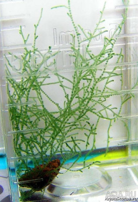 Фото Водоросль Батрахоспермум или Batrachospermum (photo#147343)