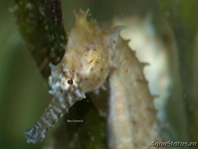 Фото Конёк морской Барбура , или Гиппокамп барбури Hippocampus barbouri  (photo#147350)
