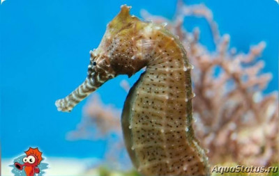 Фото Конёк морской Барбура , или Гиппокамп барбури Hippocampus barbouri  (photo#147351)