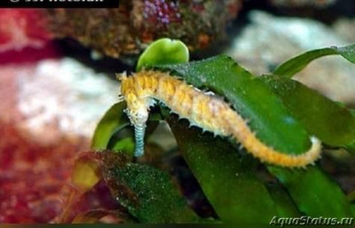 Фото Конёк морской Барбура , или Гиппокамп барбури Hippocampus barbouri  (photo#147352)