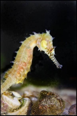 Фото Конёк морской Барбура , или Гиппокамп барбури Hippocampus barbouri  (photo#147353)