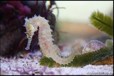 Фото Конёк морской Барбура , или Гиппокамп барбури Hippocampus barbouri  (photo#147354)