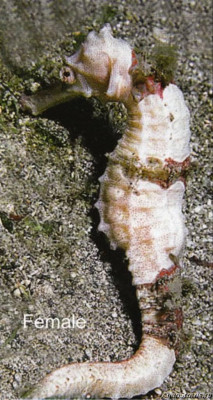 Фото Конёк крылатый морской или гиппокамп Hippocampus alatus  (photo#147373)