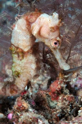 Фото Конёк крылатый морской или гиппокамп Hippocampus alatus  (photo#147375)