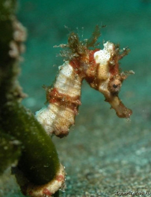 Фото Конёк крылатый морской или гиппокамп Hippocampus alatus  (photo#147376)