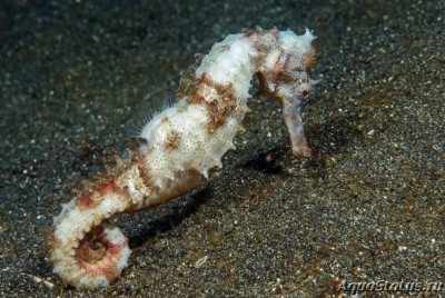 Фото Конёк крылатый морской или гиппокамп Hippocampus alatus  (photo#147377)