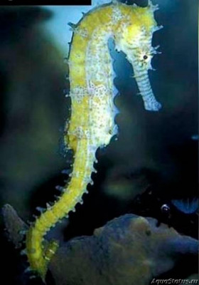 Фото Конёк морской Австралийский, или Ангустус гиппокампа Hippocampus angustus (photo#147394)