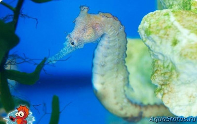 Фото Конёк морской Австралийский, или Ангустус гиппокампа Hippocampus angustus (photo#147395)
