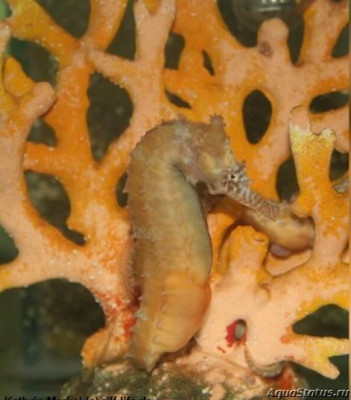 Фото Конёк морской Австралийский, или Ангустус гиппокампа Hippocampus angustus (photo#147397)