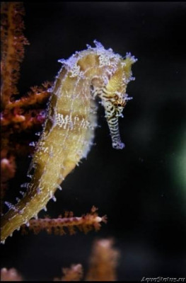 Фото Конёк морской Австралийский, или Ангустус гиппокампа Hippocampus angustus (photo#147398)