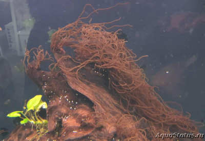 Фото Водоросль Торея Thorea  (photo#147399)