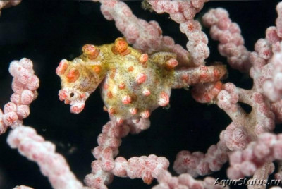 Фото Конёк морской карликовый , или Гиппокамп баргибанти Hippocampus bargibanti  (photo#147402)