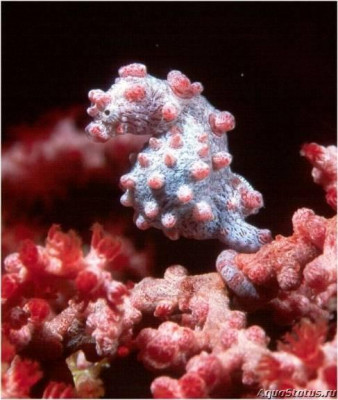 Фото Конёк морской карликовый , или Гиппокамп баргибанти Hippocampus bargibanti  (photo#147403)