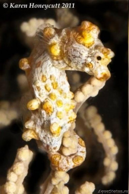 Фото Конёк морской карликовый , или Гиппокамп баргибанти Hippocampus bargibanti  (photo#147404)