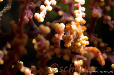 Фото Конёк морской карликовый , или Гиппокамп баргибанти Hippocampus bargibanti  (photo#147405)