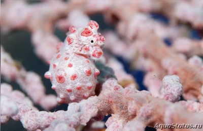 Фото Конёк морской карликовый , или Гиппокамп баргибанти Hippocampus bargibanti  (photo#147406)
