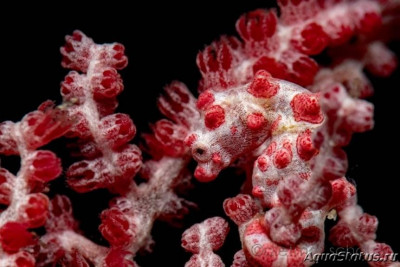 Фото Конёк морской карликовый , или Гиппокамп баргибанти Hippocampus bargibanti  (photo#147407)