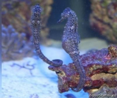 Фото Конёк морской Реюньонский, или Гиппокамп боробонский Hippocampus borboniensis  (photo#147415)