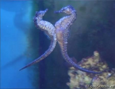 Фото Конёк морской Реюньонский, или Гиппокамп боробонский Hippocampus borboniensis  (photo#147416)