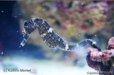 Фото Конёк морской Реюньонский, или Гиппокамп боробонский Hippocampus borboniensis  (photo#147417)