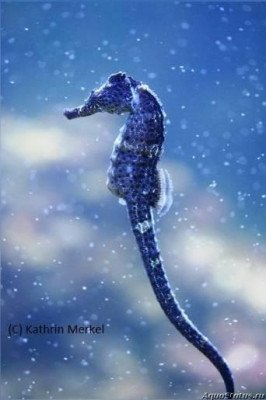 Фото Конёк морской Реюньонский, или Гиппокамп боробонский Hippocampus borboniensis  (photo#147418)