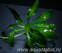 Фото Эхинодорус портуалегренский Echinodorus portoalegrensis  (photo#14745)