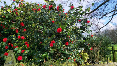 Фото Парк Wolverhampton West Park в Великобритании (photo#147466)