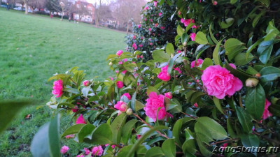 Фото Парк Wolverhampton West Park в Великобритании (photo#147468)