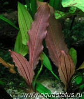 Фото Эхинодорус red diamond Echinodorus red diamond  (photo#14747)