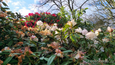 Фото Парк Wolverhampton West Park в Великобритании (photo#147473)