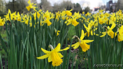 Фото Парк Wolverhampton West Park в Великобритании (photo#147475)