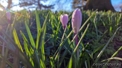 Фото Парк Wolverhampton West Park в Великобритании (photo#147476)