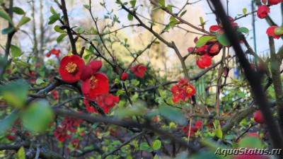 Фото Парк Wolverhampton West Park в Великобритании (photo#147482)