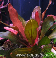 Фото Эхинодорус red special Echinodorus red special  (photo#14758)