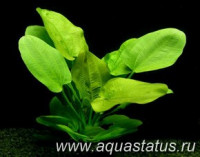 Фото Эхинодорус шлютера Echinodorus schluteri  (photo#14764)