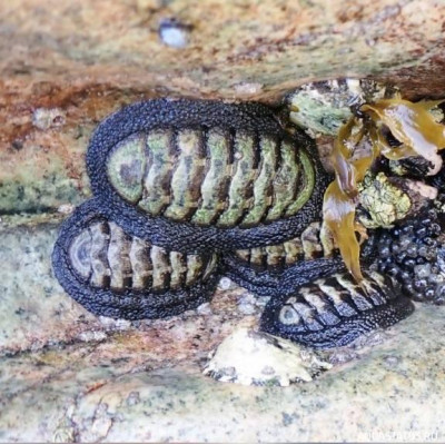 Фото Улитка-жук Chiton granosus  (photo#147761)