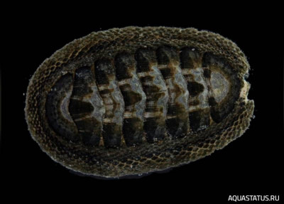 Фото Улитка-жук Chiton granosus  (photo#147763)
