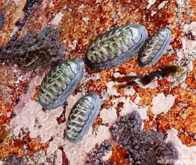 Фото Улитка-жук Chiton granosus  (photo#147764)