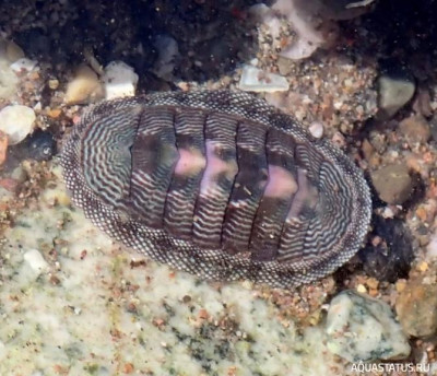 Фото Улитка-жук Хитон камингсии Chiton cumingsii  (photo#147773)