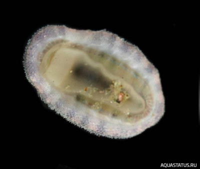 Фото Улитка-жук Хитон камингсии Chiton cumingsii  (photo#147774)